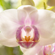 Illustration for article titled Orchids